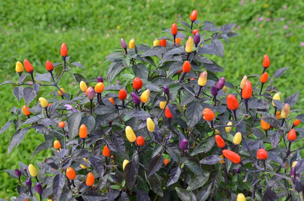 bolivian-rainbow-chili-hot-chile-pepper-guide-complete-list